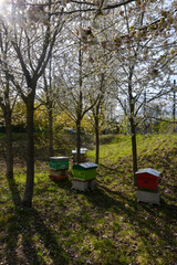 Apiculture, ruche, abeille, miel