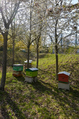 Apiculture, ruche, abeille, miel