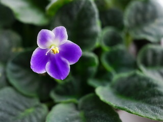 Saintpaulia purple plant close up. Home flower.