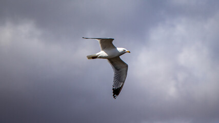 A seagull flying  in a partially cloudy sky