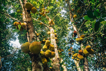 jackfruit tree