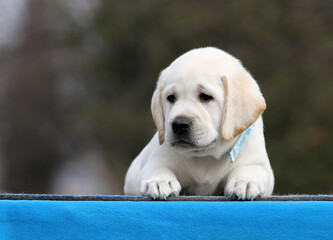 a nice yellow labrador puppy on the blue