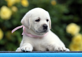 the lovely nice yellow labrador puppy on the blue