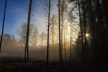 Fototapeta na wymiar sun and fog in the forest 