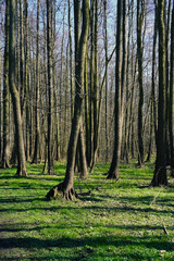 Trees grow in the forest in the fresh air, moss grows nearby    