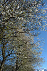 Spring time in Vaduz in Liechtenstein 4.4.2021