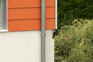 bird damages house facade 