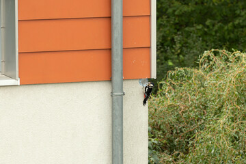 great spotted woodpecker bird damages the facade of a thermally insulated house by building a breeding cavity 