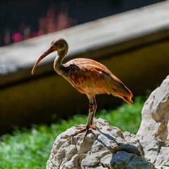 portrait of ibis bird in a park