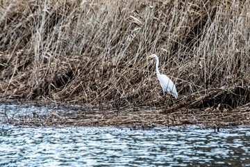view of great egret on a lake