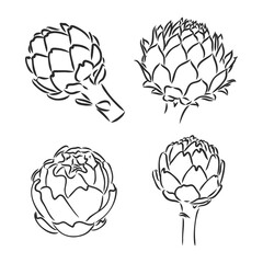 vector set of engraving illustration green vegetables artichoke on white background