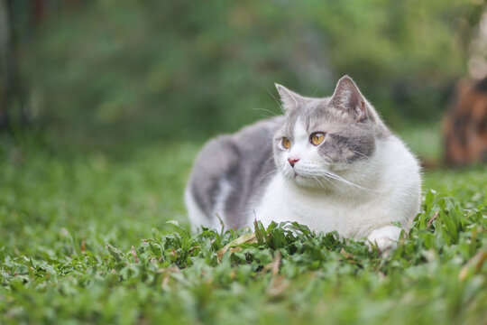 Portrait of the scottish fold cat are sitting in the garden with green grass. White cat are looking something.
