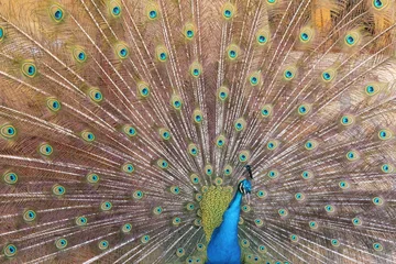 Fotobehang Peacock © jlorama