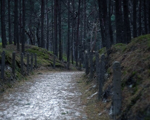 Trees grow in the forest in the fresh air, moss grows nearby    