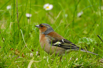 Fringuello (Fringilla coelebs),ritratto maschio nel prato