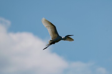 Flight of great egret in the sky