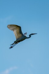 Flight of great egret in the sky