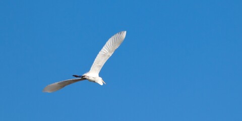 Flight of great egret in the sky