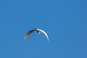 Flight of great egret in the sky