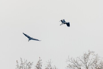 Flight of grey heron in the wild