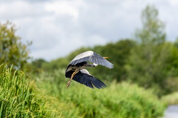Flight of grey heron in the wild