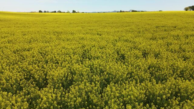Aerial footage of a yellow flowers rapeseed field in Europe cultivation nature contrast sunny blue sky