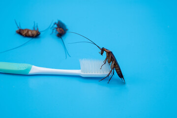 Cockroach on toothbrush isolated on blue background.