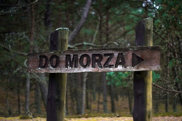 Trees grow in the forest in the fresh air, moss grows nearby    