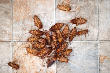 Cockroach dead on tile background.