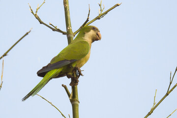 Parrocchetto monaco (Myiopsitta monachus),ritratto su ramo e sfondo chiaro