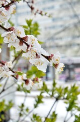 flowering apricot in the snow