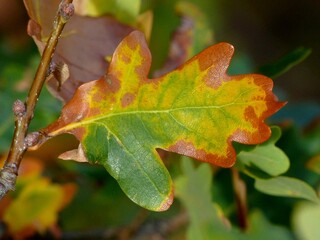 Feuille de chêne en automne avec plusieurs couleurs du vert au rouillé