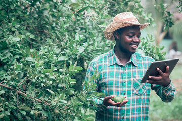 African farmer using tablet for  research a lemon in organic farm.Agriculture or cultivation concept