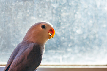 Blue lovebird- Rosy-faced lovebird