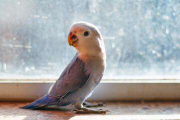 Blue lovebird- Rosy-faced lovebird