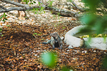 Iguanas de la Española 