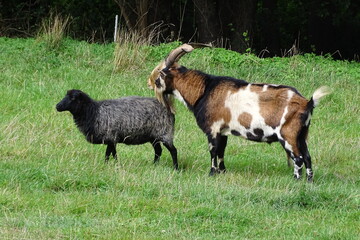 Ein Schaf und eine Ziege auf der Weide