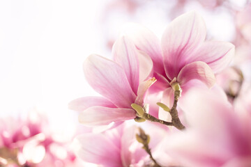 Close up of pastel magnolia flower. Springtime nature background

