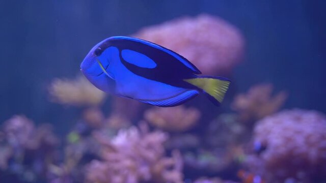 Blue tang(Paracanthurus hepatus) swimming in reef aquarium