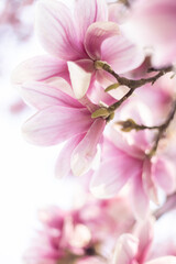 Naklejka na ściany i meble Spring floral background with magnolia flowers. Close up