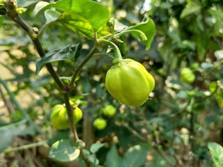 green chilli on a tree