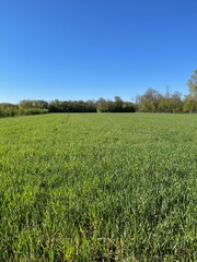 Obraz premium Cultivated land in a sunny day