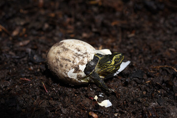 tiny newborn Yellow headed Temple Turtle hatching from egg with blurred background