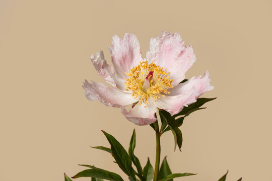 Delicate pale pink simple peony flower a isolated on a beige background.