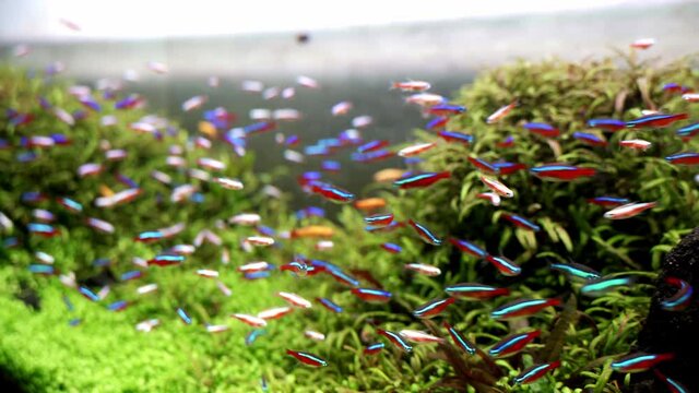 Footage of Cardinal (Paracheirodon axelrodi) swimming in planted aquarium