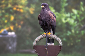 Wüstenbussard