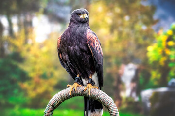 Wüstenbussard