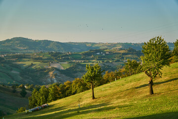 Fruit orchards with sweet cherries in Emilia Romagna, Italy. 