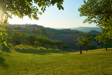 Fruit orchards with sweet cherries in Emilia Romagna, Italy. 