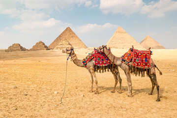 Camel in front of the pyramids in Giza, Egypt